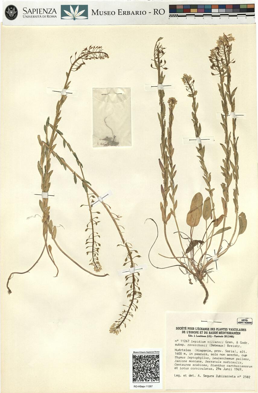 Lepidium villarsii Gren. & Godr. subsp. reverchonii (Debeaux) Breistr. -  RO-HSepv 11267 photo