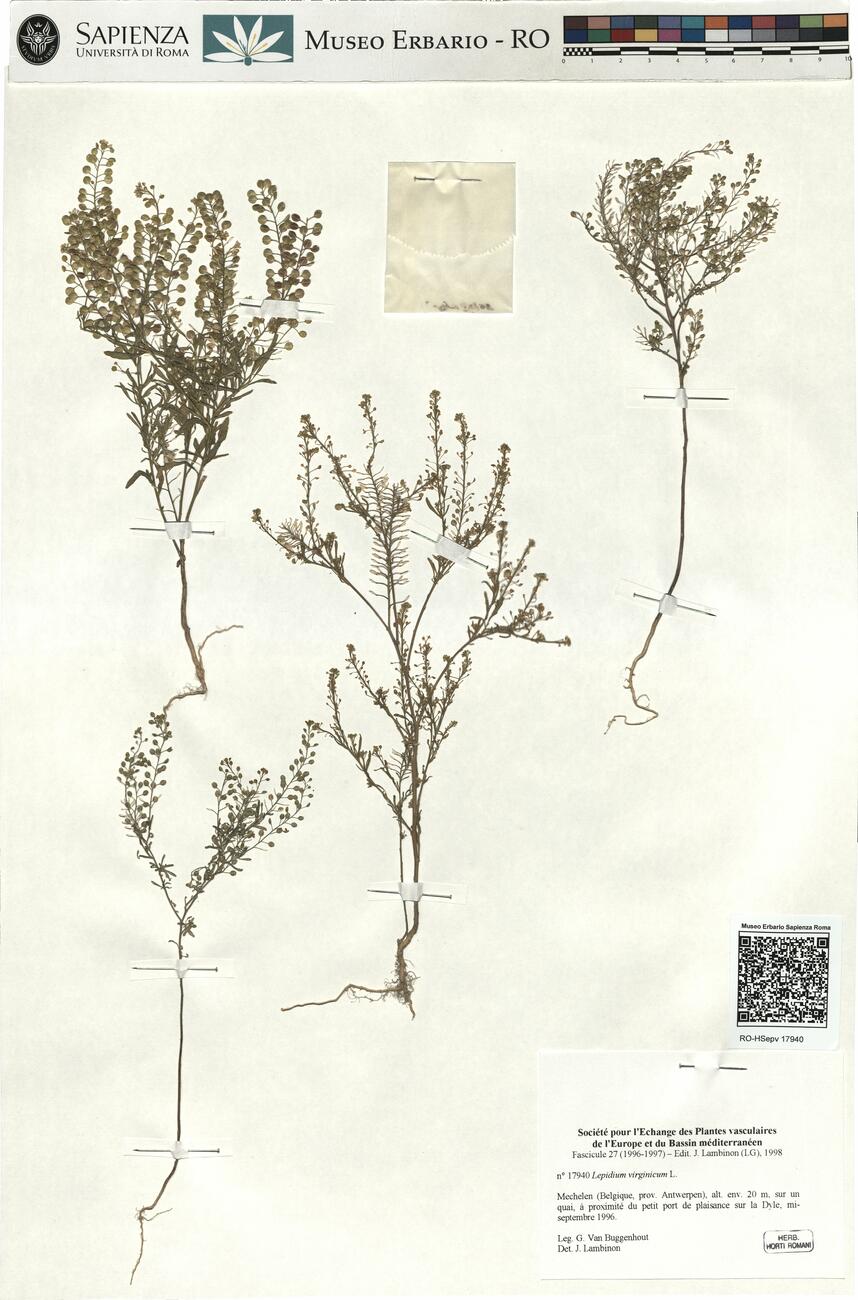 Lepidium virginicum L. -  RO-HSepv 17940 photo