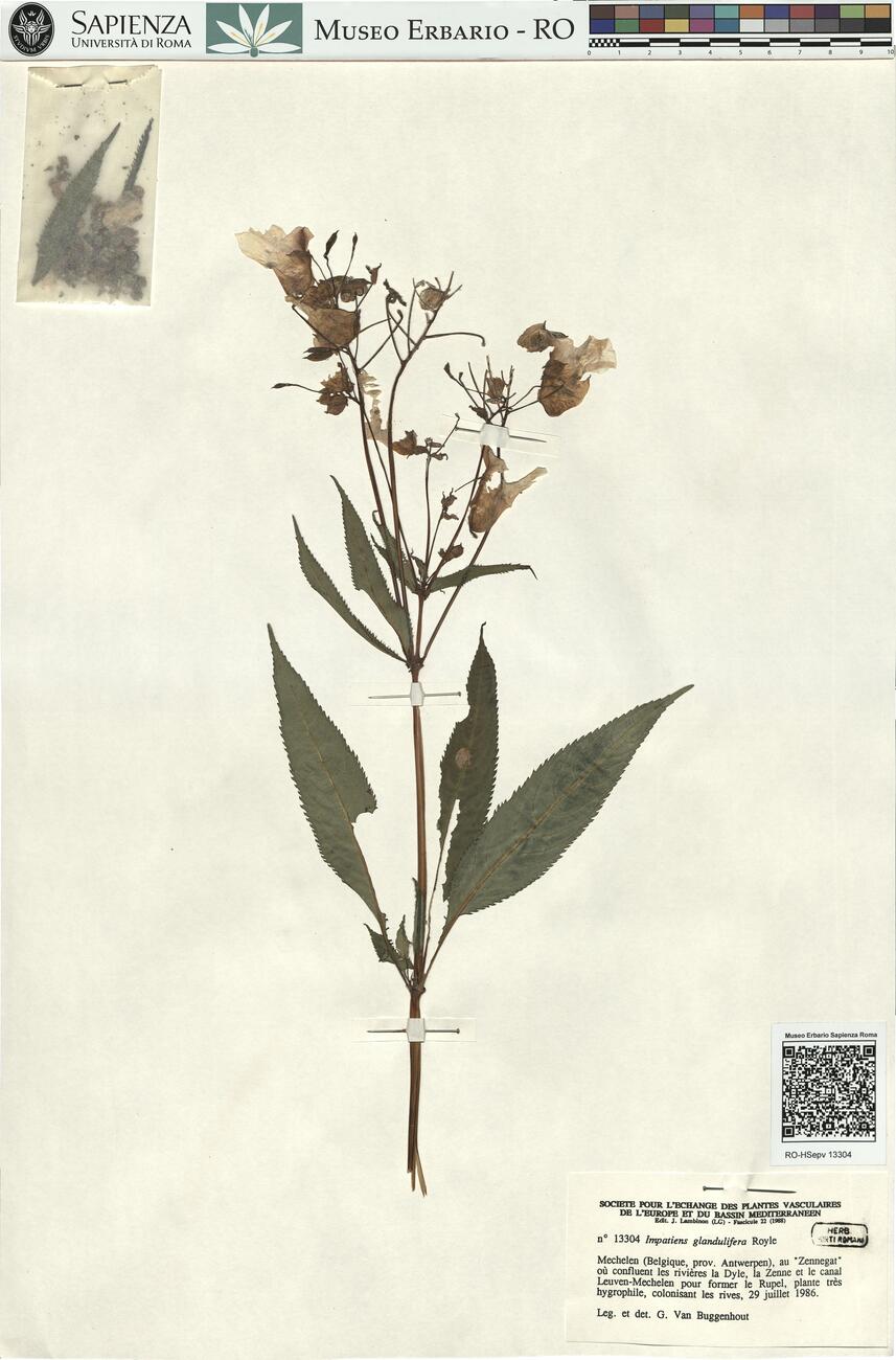 Impatiens glandulifera Royle -  RO-HSepv 13304 photo