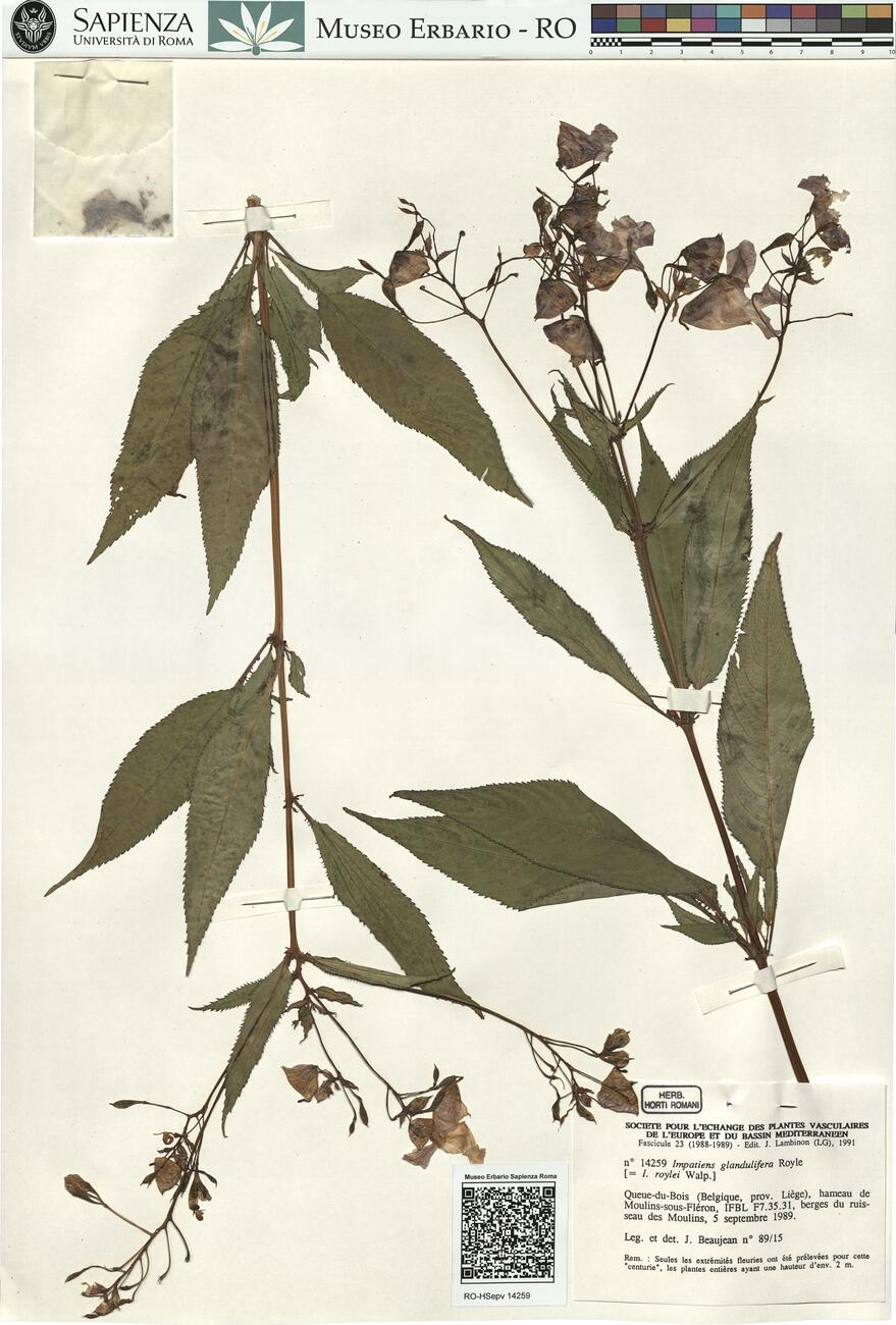 Impatiens glandulifera Royle -  RO-HSepv 14259 photo