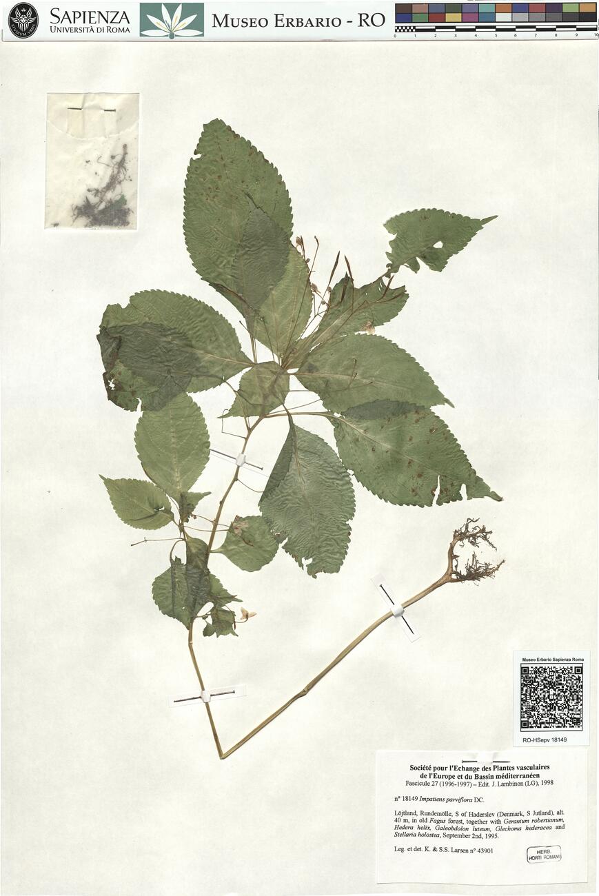 Impatiens parviflora DC. -  RO-HSepv 18149 photo