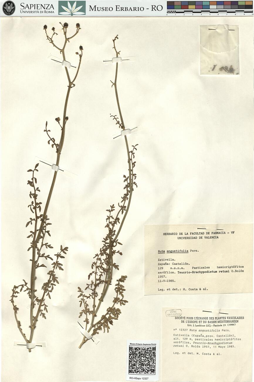 Ruta angustifolia Pers. -  RO-HSepv 12327 photo