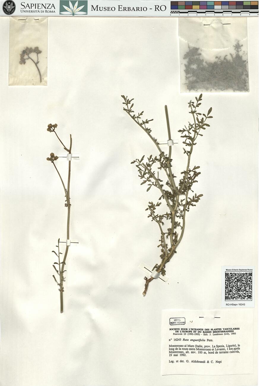 Ruta angustifolia Pers. -  RO-HSepv 16243 photo