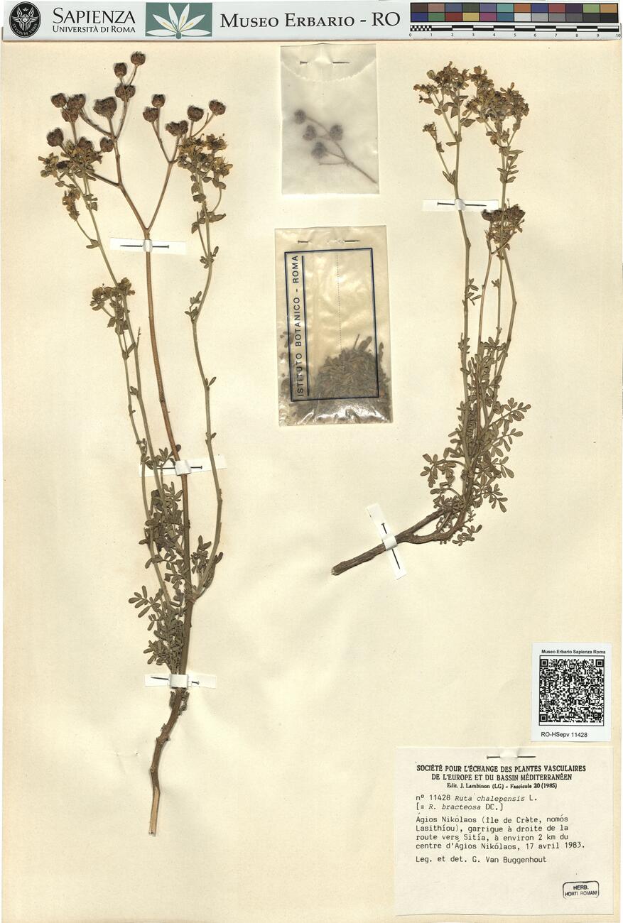 Ruta chalepensis L. -  RO-HSepv 11428 photo