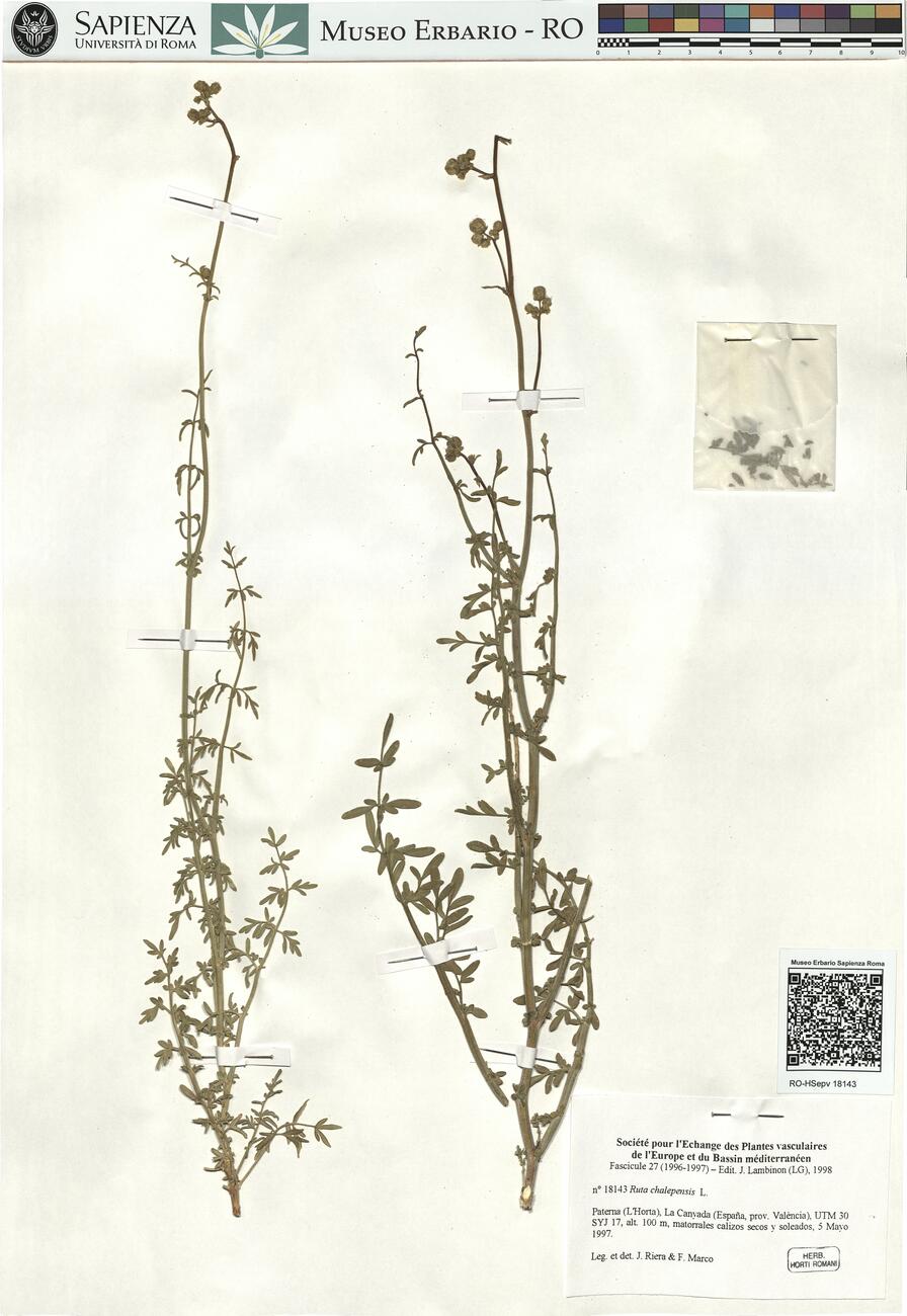 Ruta chalepensis L. -  RO-HSepv 18143 photo