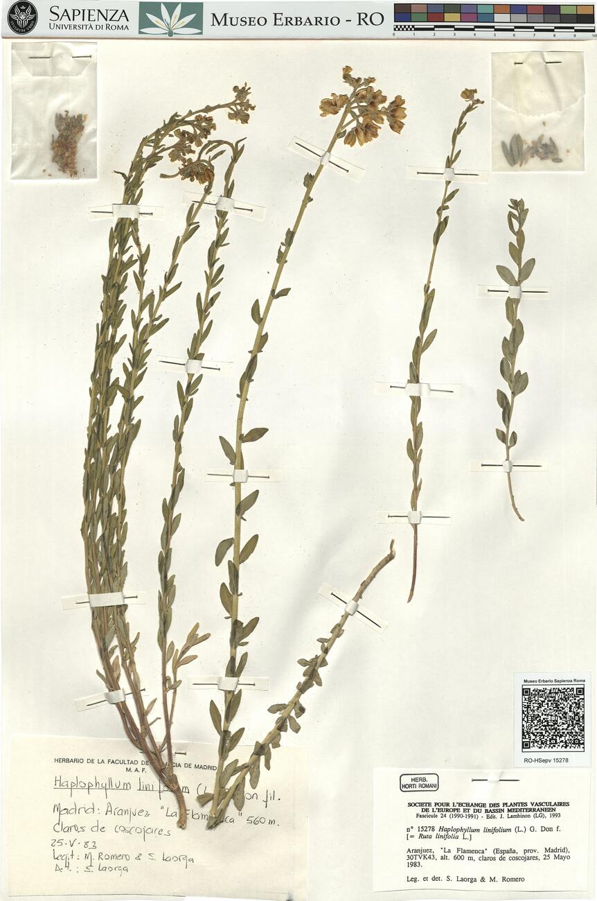 Haplophyllum linifolium (L.) G. Don f. -  RO-HSepv 15278 photo