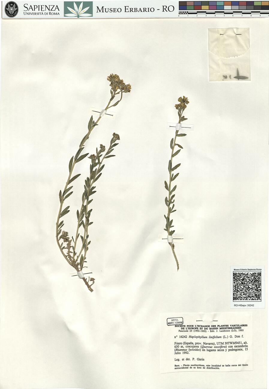 Haplophyllum linifolium (L.) G. Don f. -  RO-HSepv 16242 photo