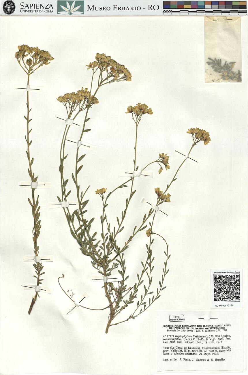 Haplophyllum linifolium (L.) G. Don f. subsp. rosmarinifolium (Pers.) O. Bolòs & Vigo -  RO-HSepv 17174 photo