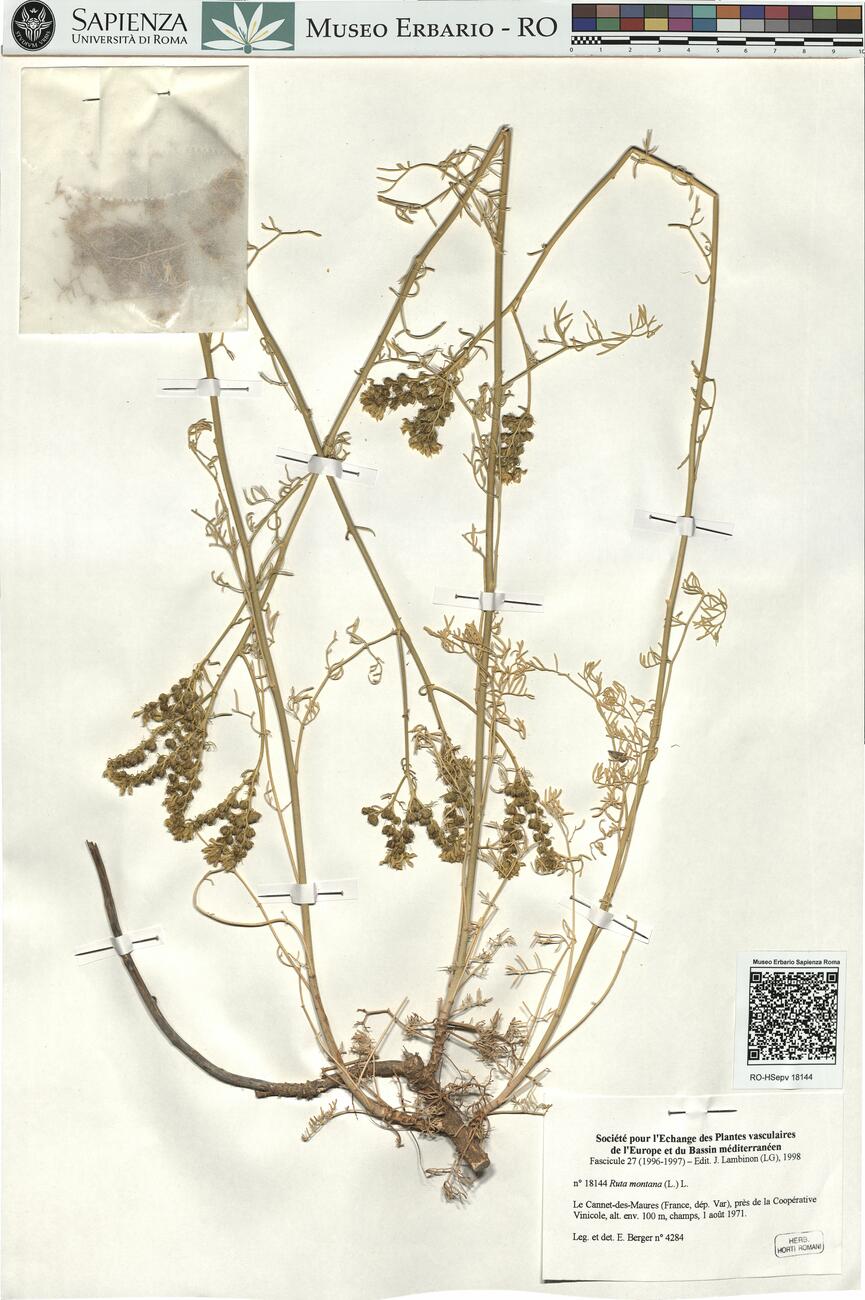 Ruta montana (L.) L. -  RO-HSepv 18144 photo