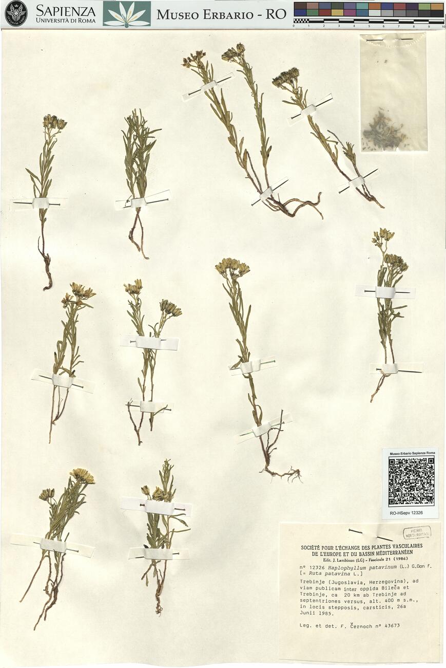 Haplophyllum patavinum (L.) G. Don f. -  RO-HSepv 12326 photo