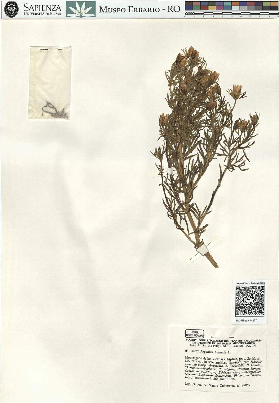 Peganum harmala L. -  RO-HSepv 14227 photo