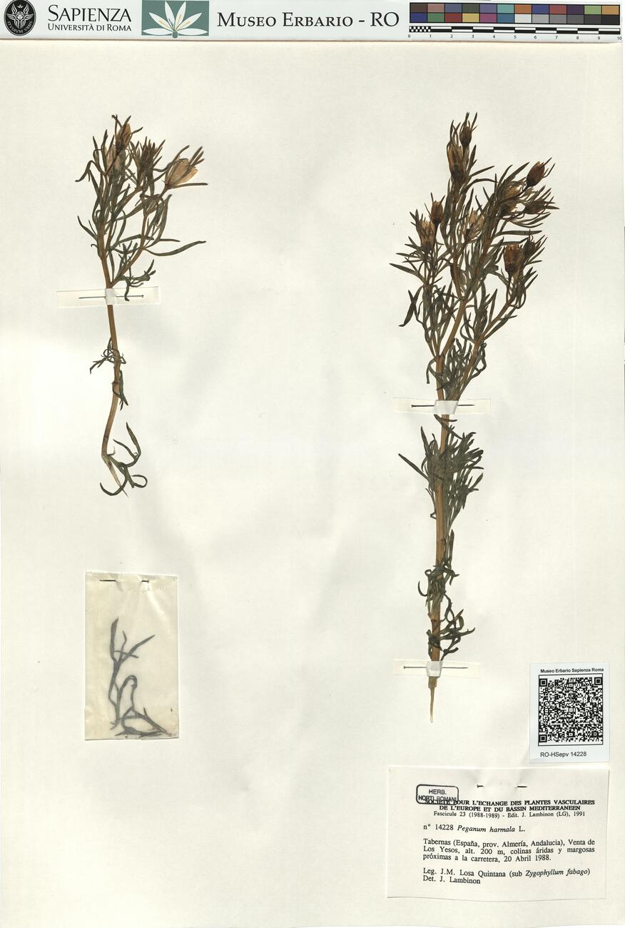 Peganum harmala L. -  RO-HSepv 14228 photo