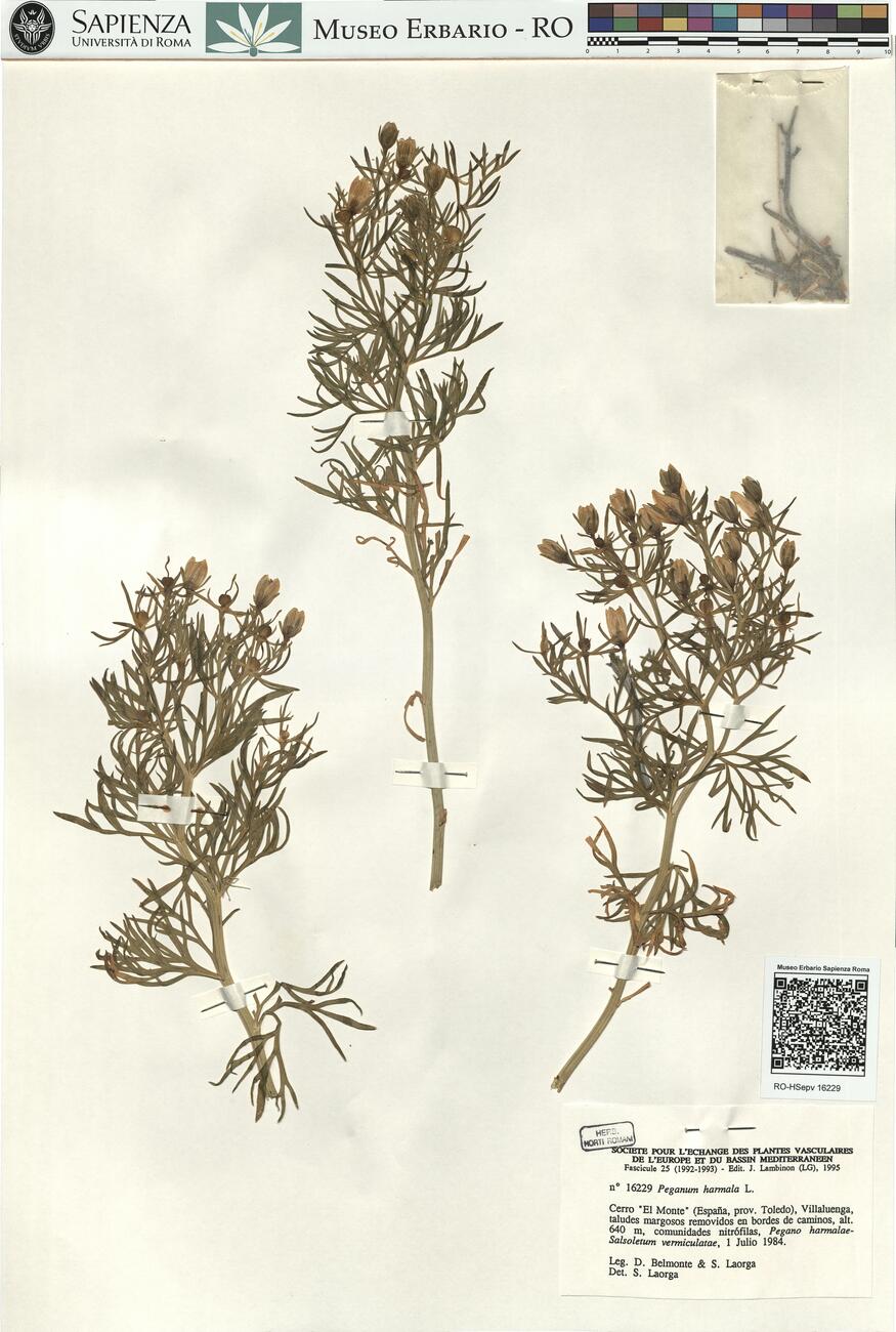 Peganum harmala L. -  RO-HSepv 16229 photo