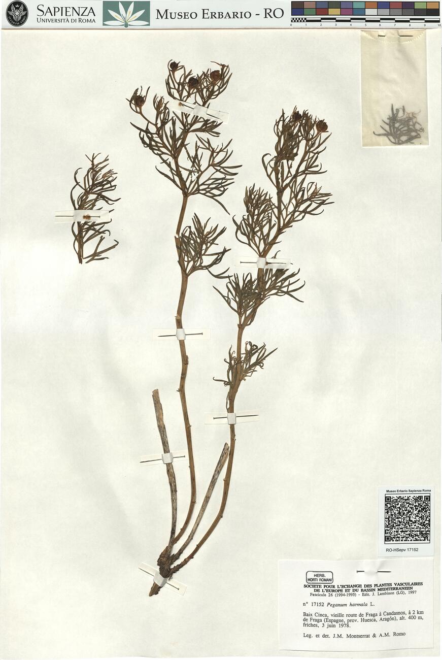 Peganum harmala L. -  RO-HSepv 17152 photo