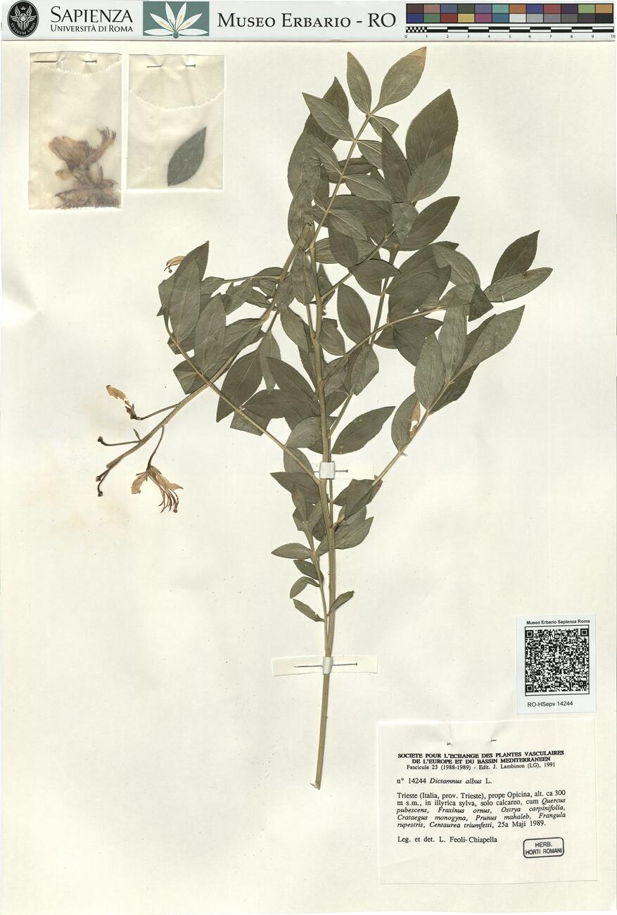 Dictamnus albus L. -  RO-HSepv 14244 photo