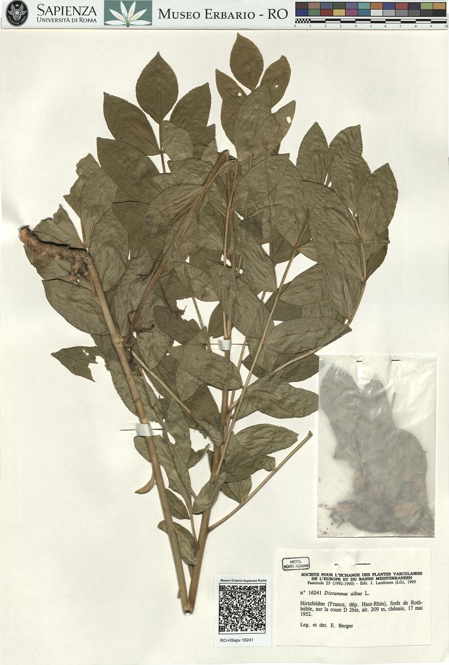 Dictamnus albus L. -  RO-HSepv 16241 photo