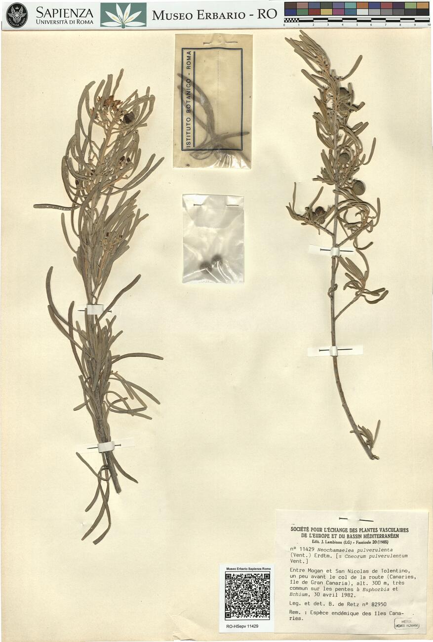 Neochamaelea pulverulenta (Vent.) Erdtm. -  RO-HSepv 11429 photo