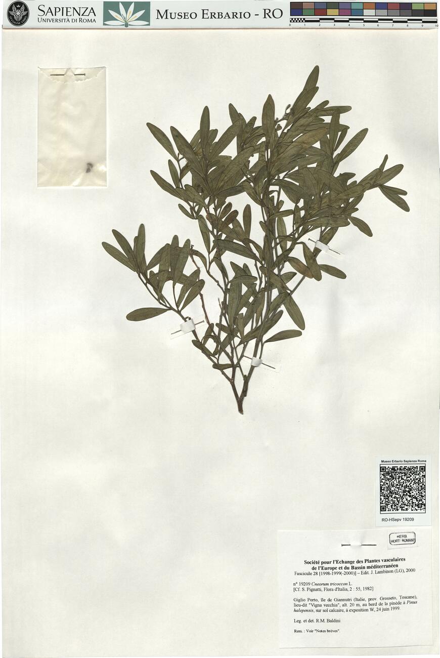 Cneorum tricoccon L. -  RO-HSepv 19209 photo