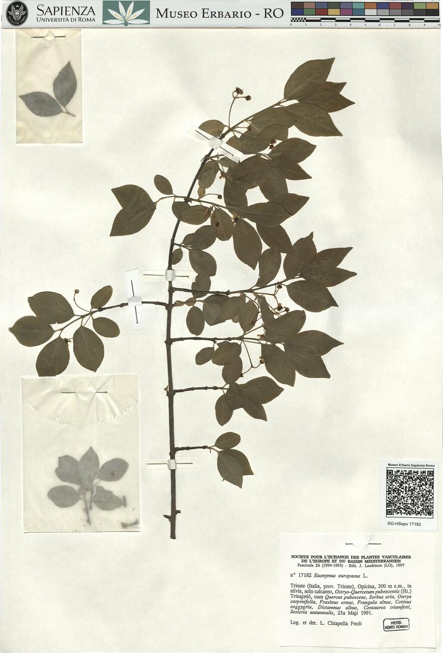 Euonymus europaeus L. -  RO-HSepv 17182 photo