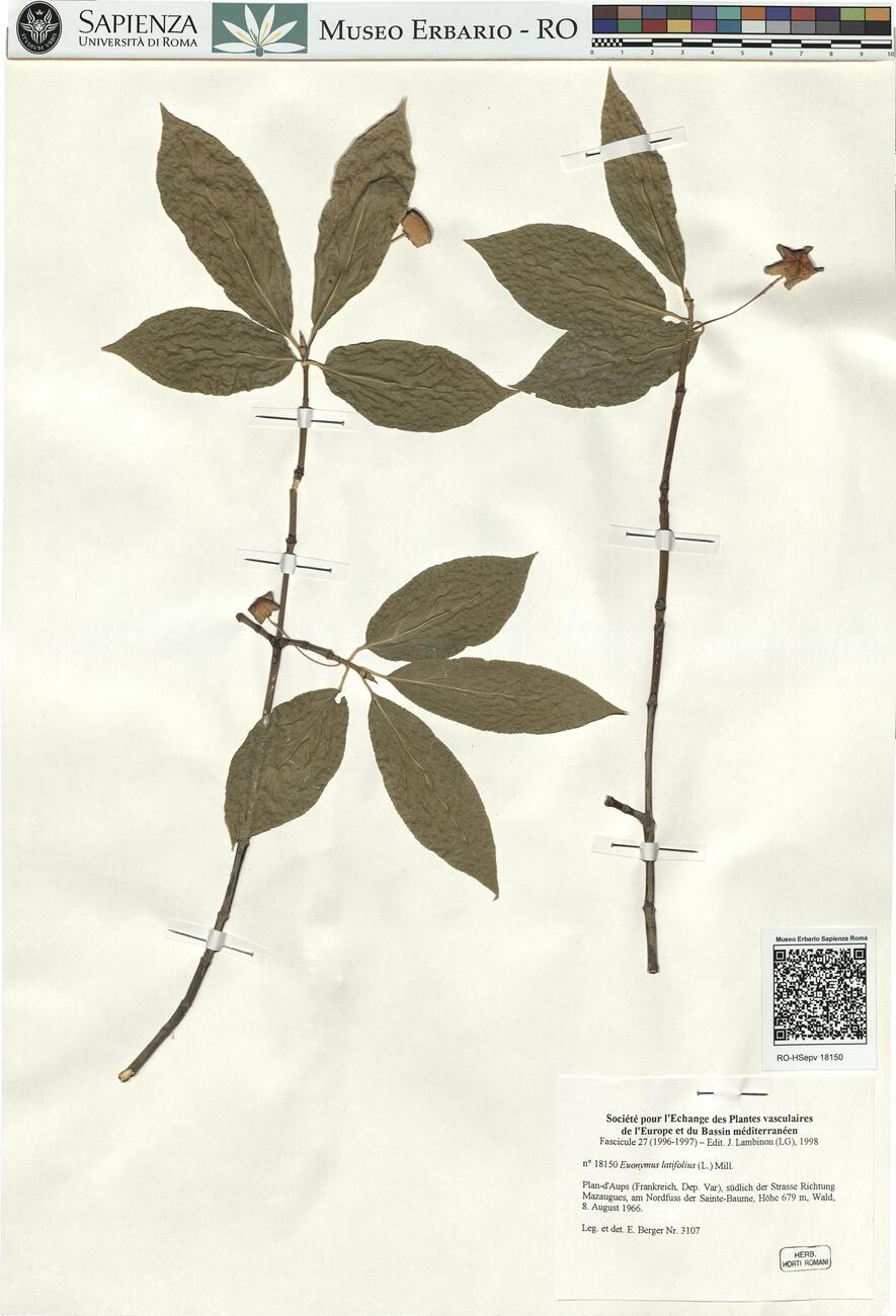 Euonymus latifolius (L.) Mill. -  RO-HSepv 18150 photo