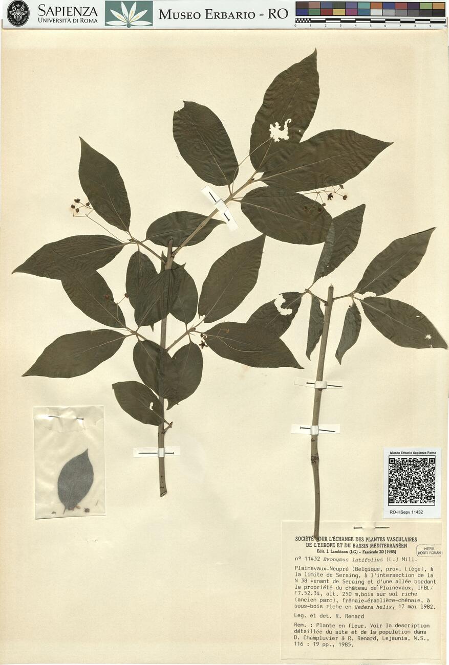 Evonymus latifolius (L.) Mill. -  RO-HSepv 11432 photo