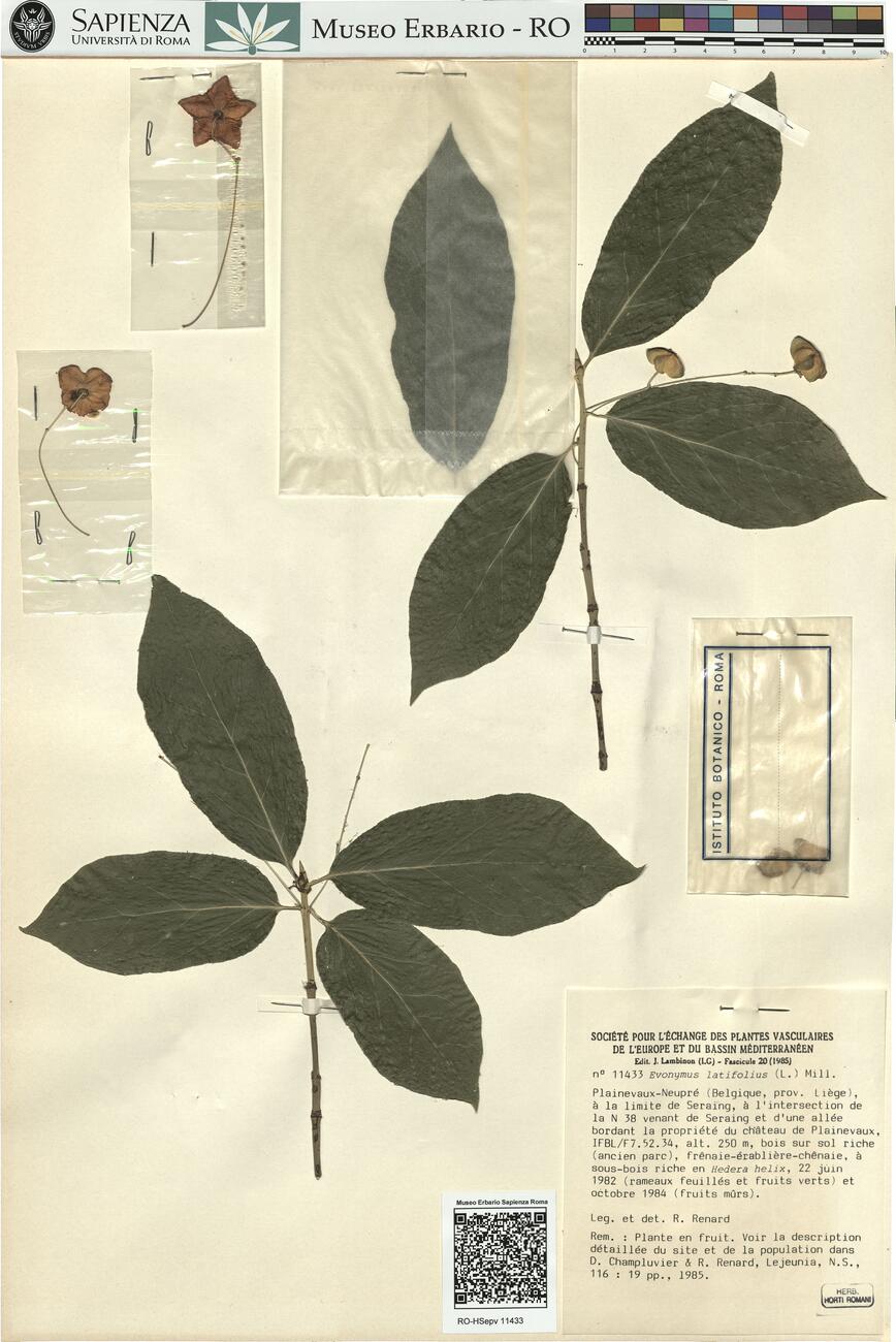 Evonymus latifolius (L.) Mill. -  RO-HSepv 11433 photo