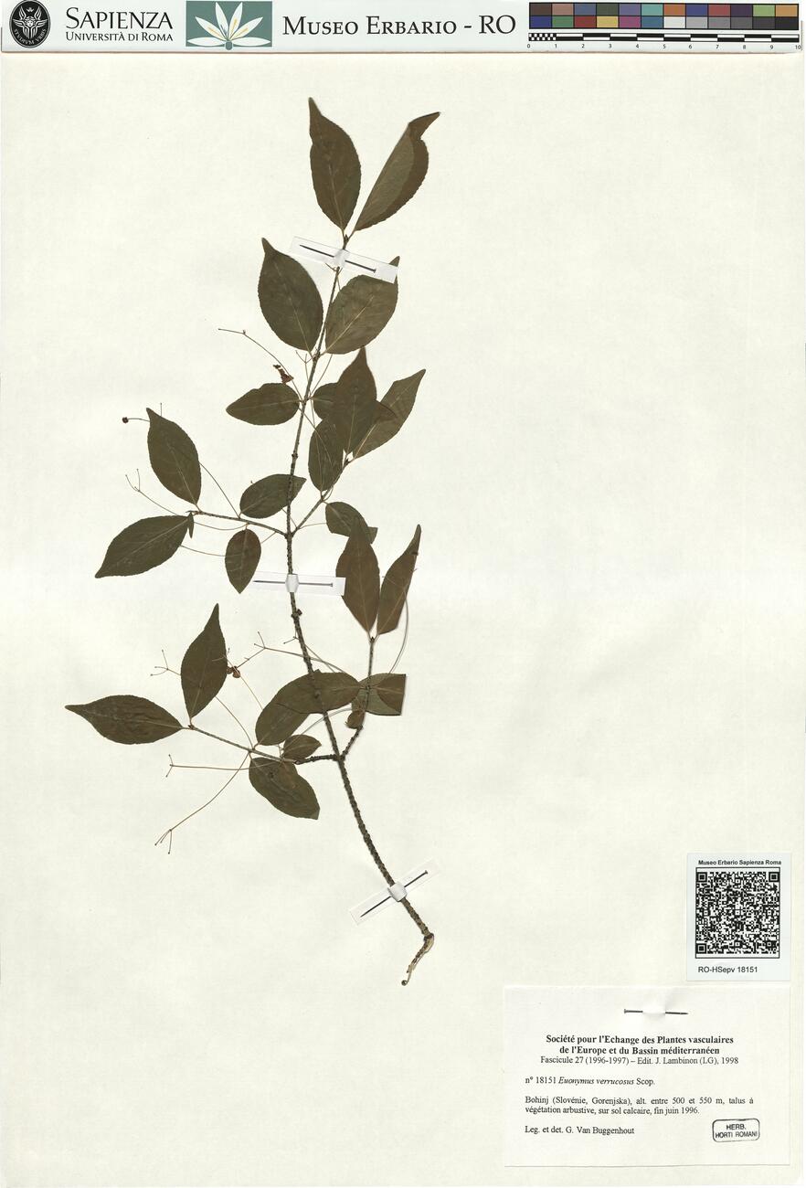 Euonymus verrucosus Scop. -  RO-HSepv 18151 photo