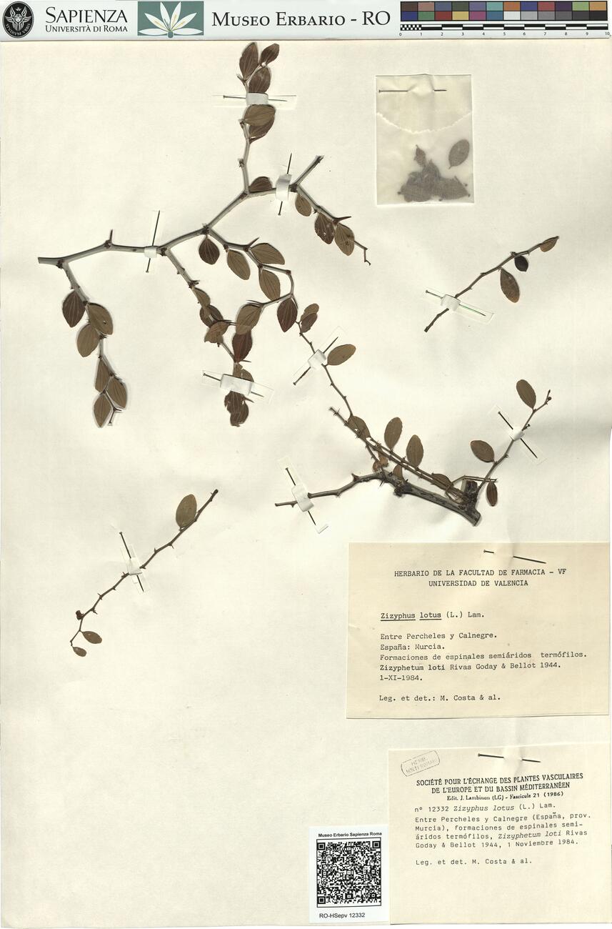 Zizyphus lotus (L.) Lam. -  RO-HSepv 12332 photo