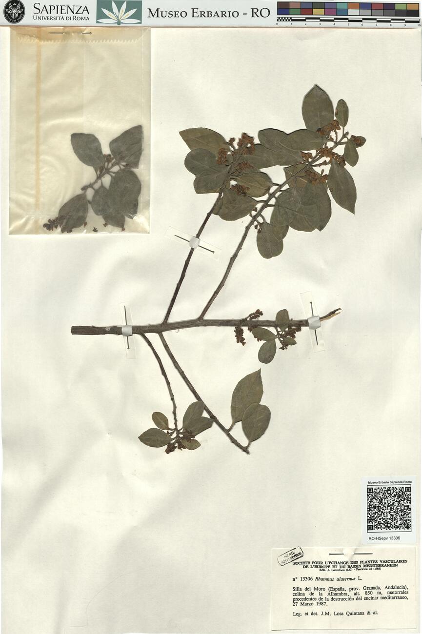 Rhamnus alaternus L.  -  RO-HSepv 13306 photo