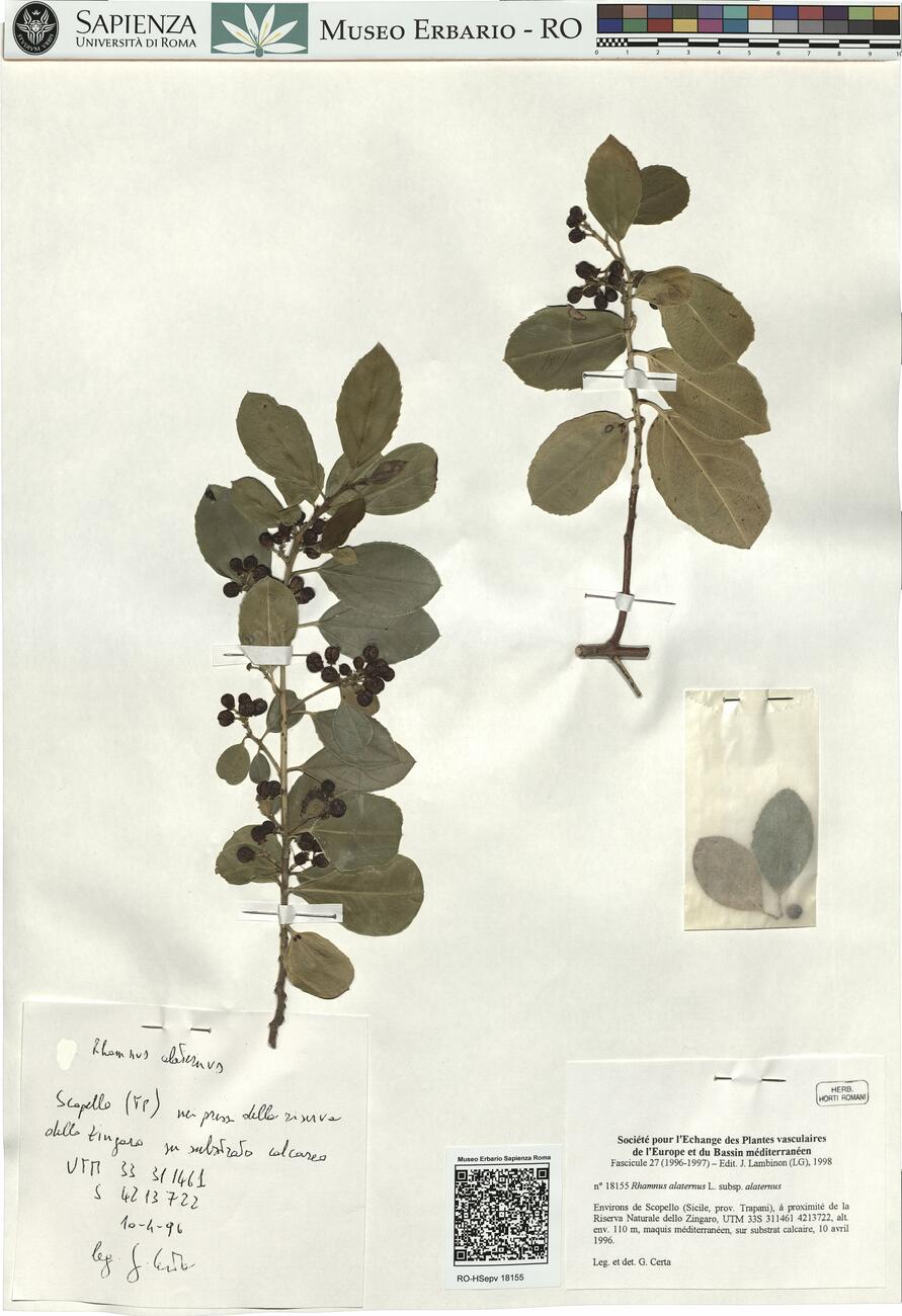 Rhamnus alaternus L. subsp. alaternus -  RO-HSepv 18155 photo