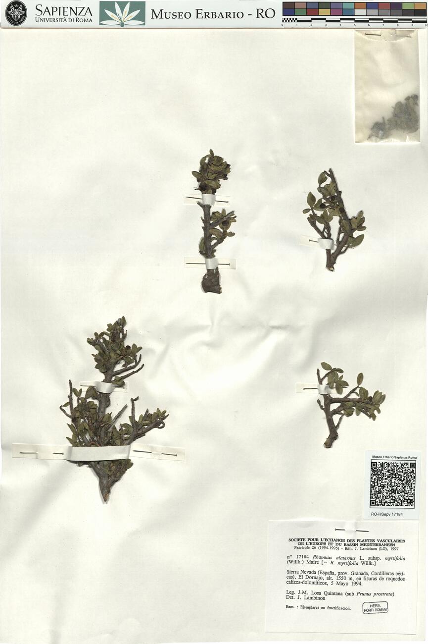 Rhamnus alaternus L. subsp. myrtifolia (Willk.) Maire -  RO-HSepv 17184 photo