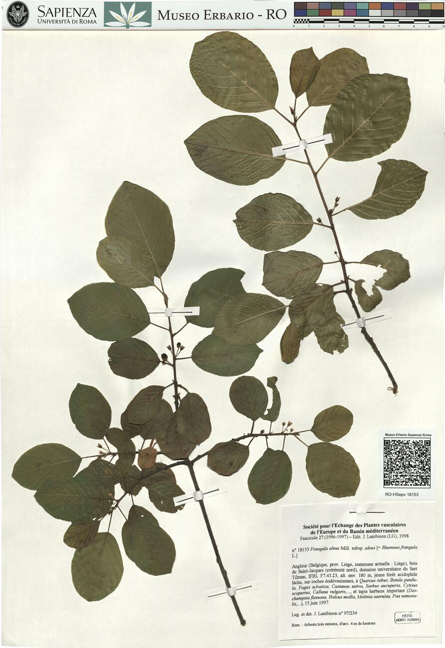 Frangula alnus Mill. subsp. alnus -  RO-HSepv 18153 photo