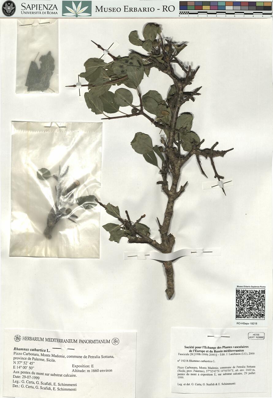 Rhamnus cathartica L. -  RO-HSepv 19218 photo