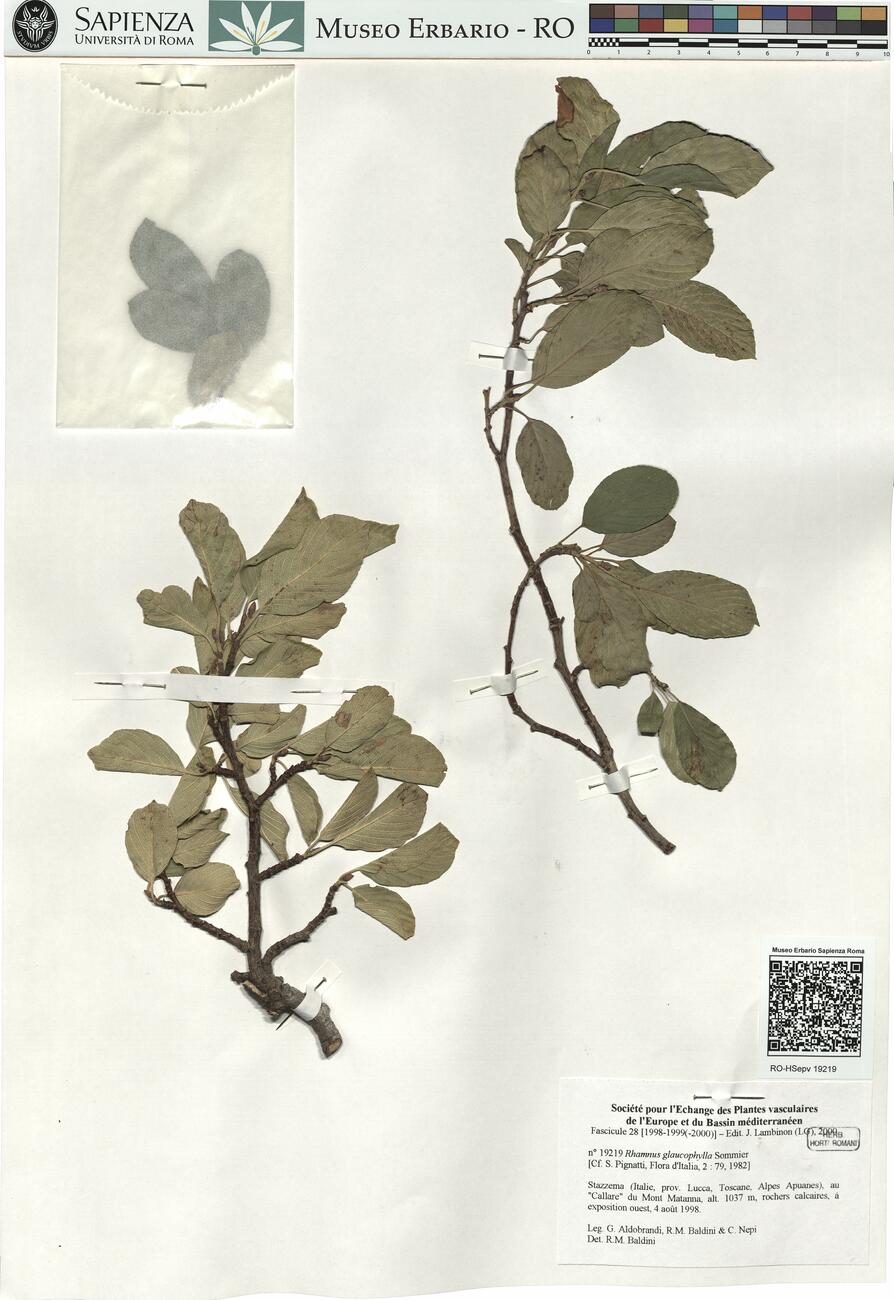 Rhamnus glaucophylla Sommier -  RO-HSepv 19219 photo