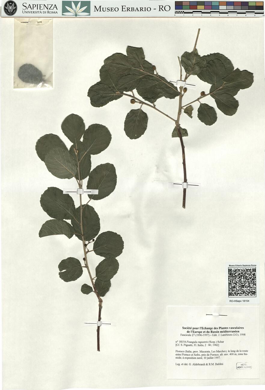 Frangula rupestris (Scop.) Schur -  RO-HSepv 18154 photo