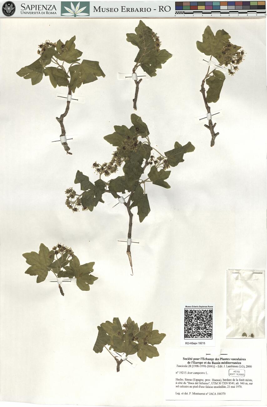 Acer campestre L. -  RO-HSepv 19215 photo