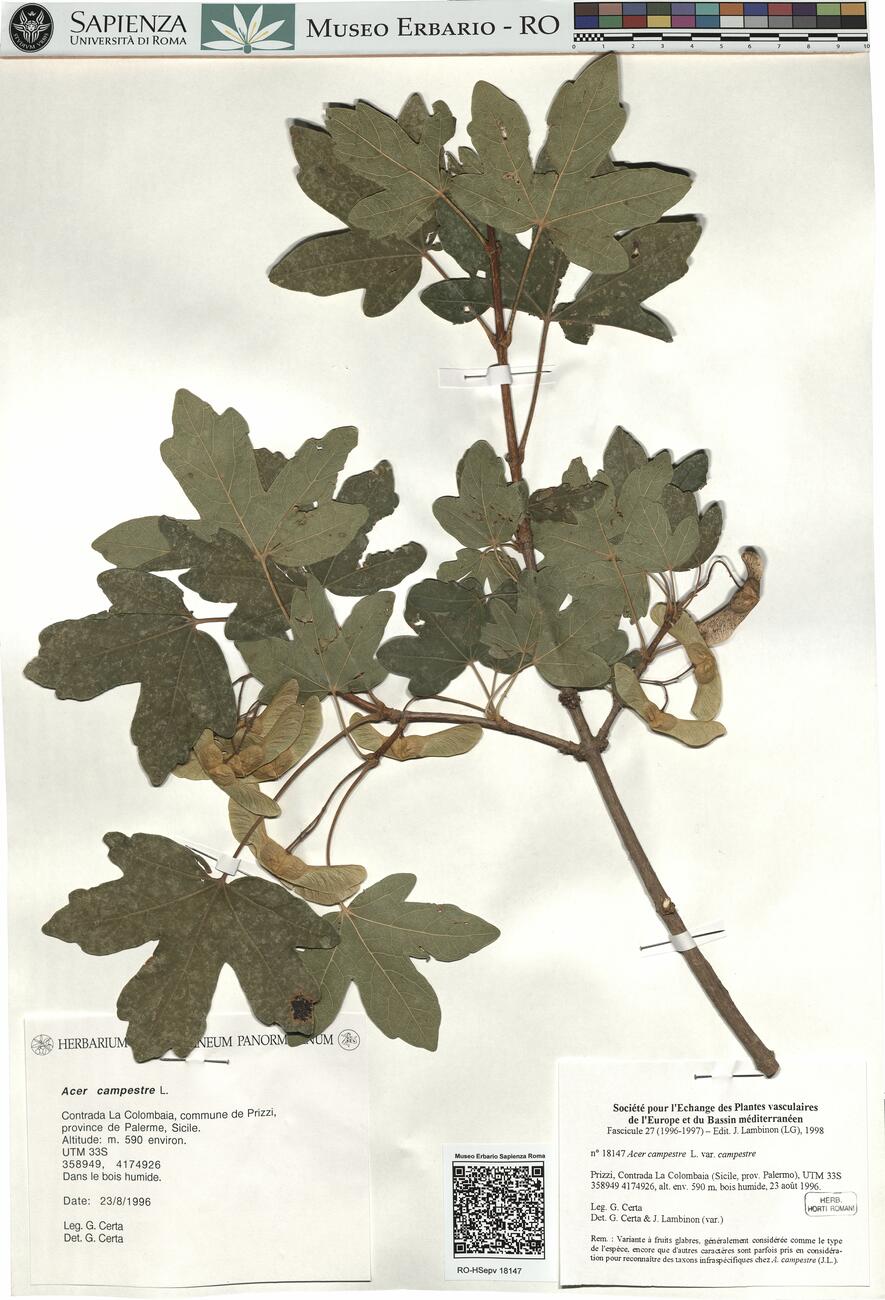 Acer campestre L. var. campestre -  RO-HSepv 18147 photo