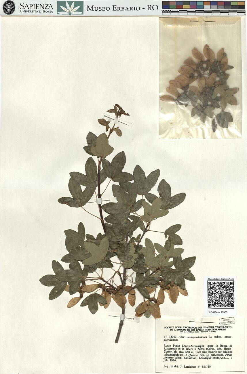 Acer monspessulanum L. subsp. monspessulanum -  RO-HSepv 13303 photo