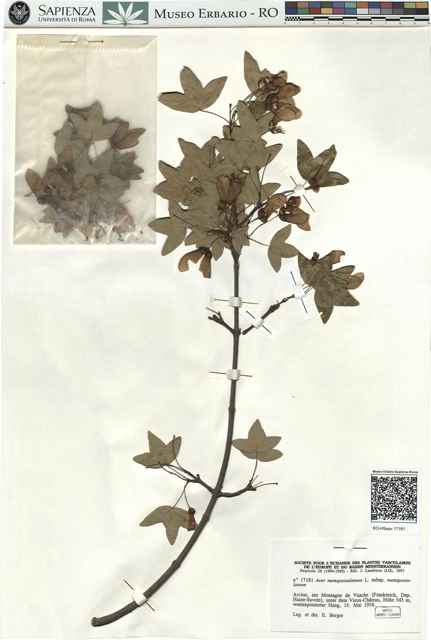 Acer monspessulanum L. subsp. monspessulanum -  RO-HSepv 17181 photo