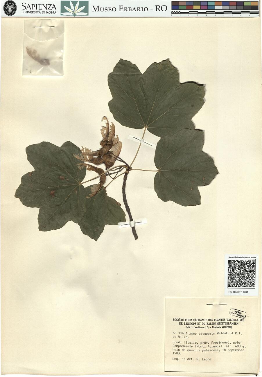 Acer obtusatum Walst. & Kit. ex Willd. -  RO-HSepv 11431 photo