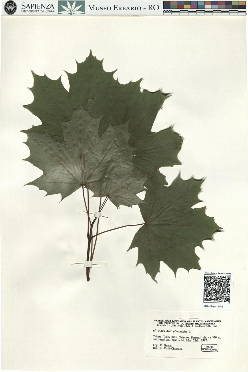 Acer platanoides L. -  RO-HSepv 14256 photo