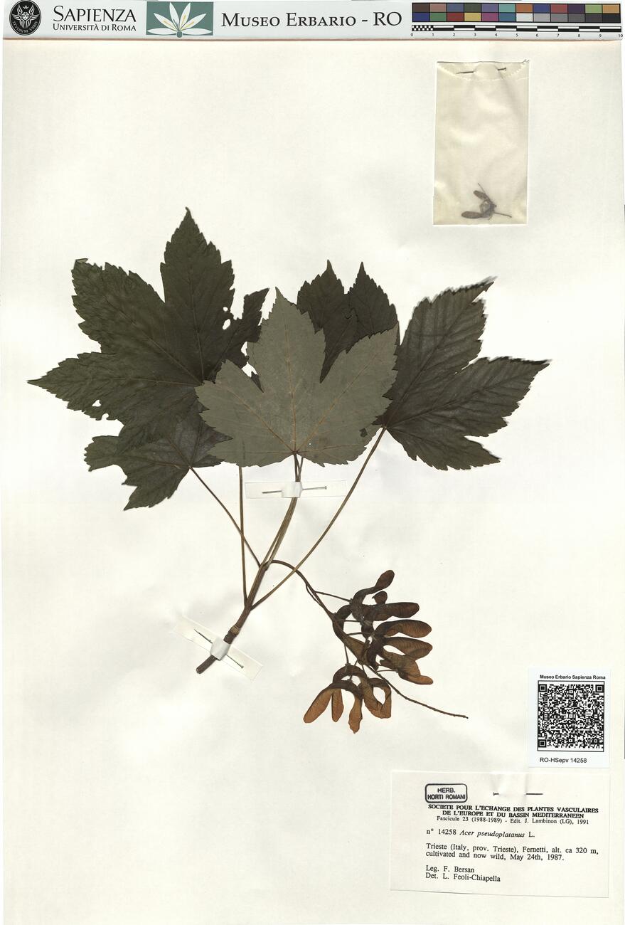 Acer pseudoplatanus L. -  RO-HSepv 14258 photo