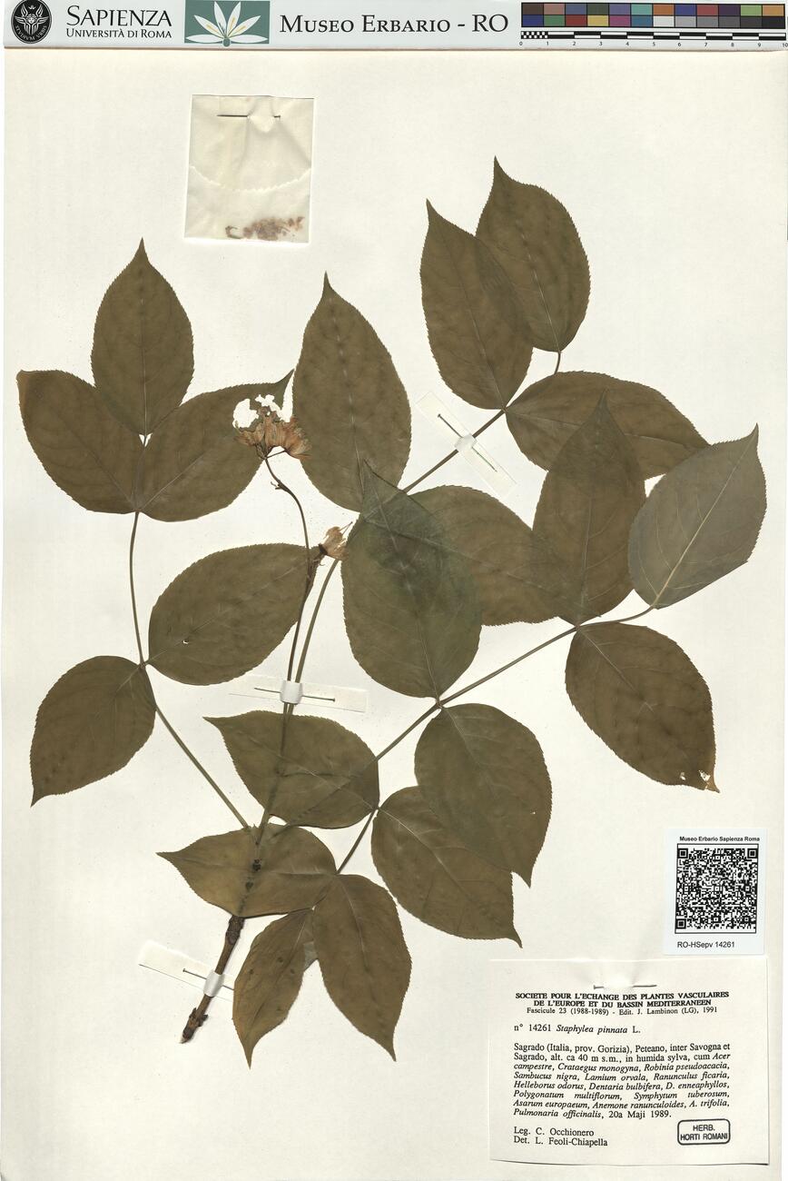 Staphylea pinnata L. -  RO-HSepv 14261 photo