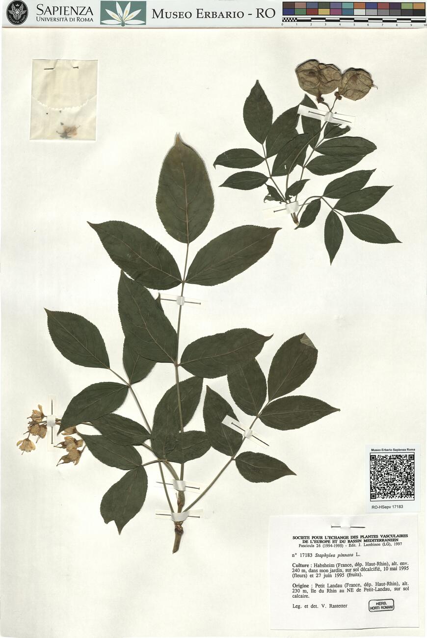 Staphylea pinnata L. -  RO-HSepv 17183 photo