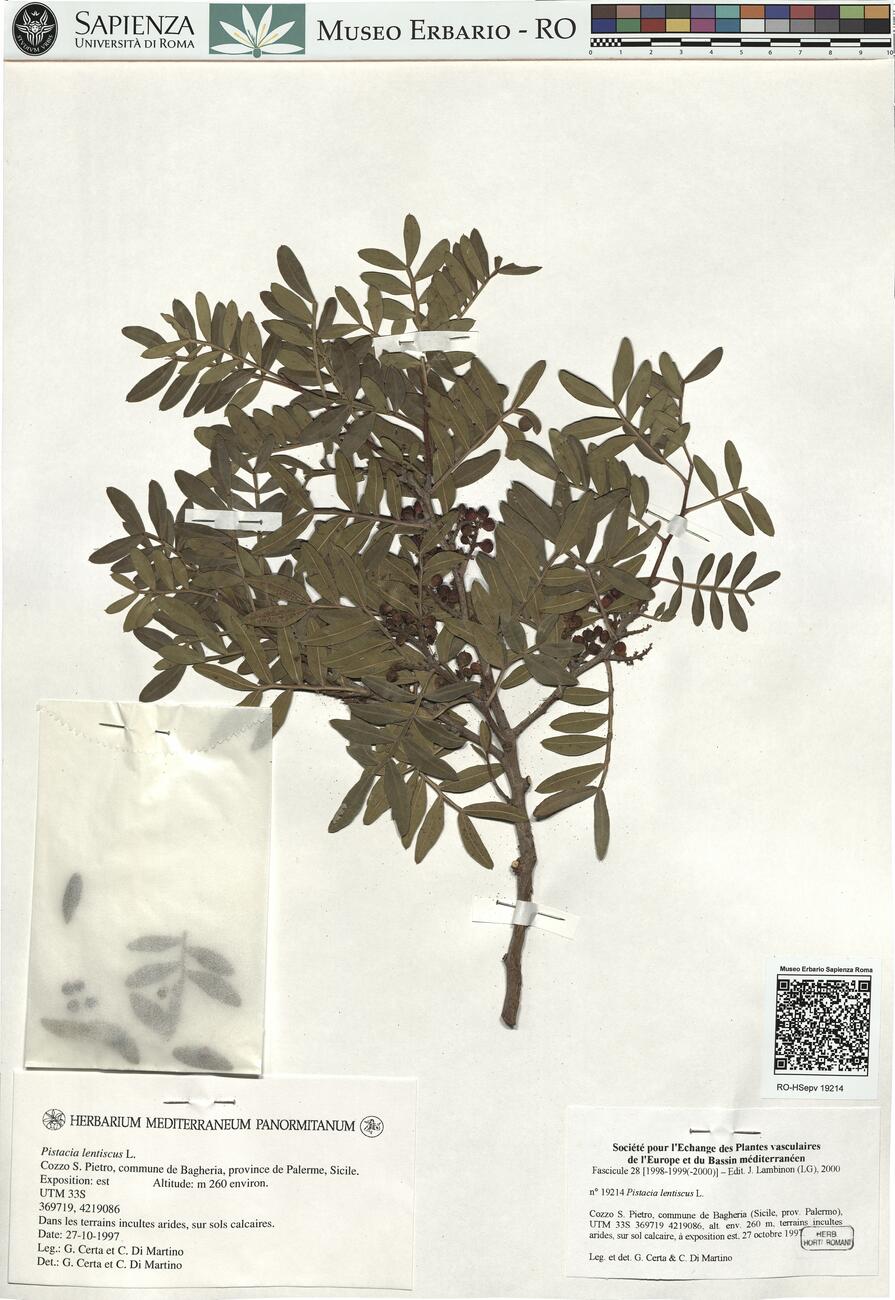 Pistacia lentiscus L. -  RO-HSepv 19214 photo