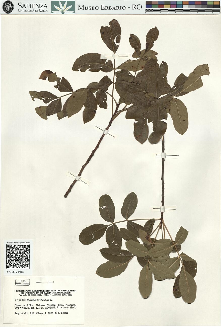 Pistacia terebinthus L. -  RO-HSepv 15283 photo