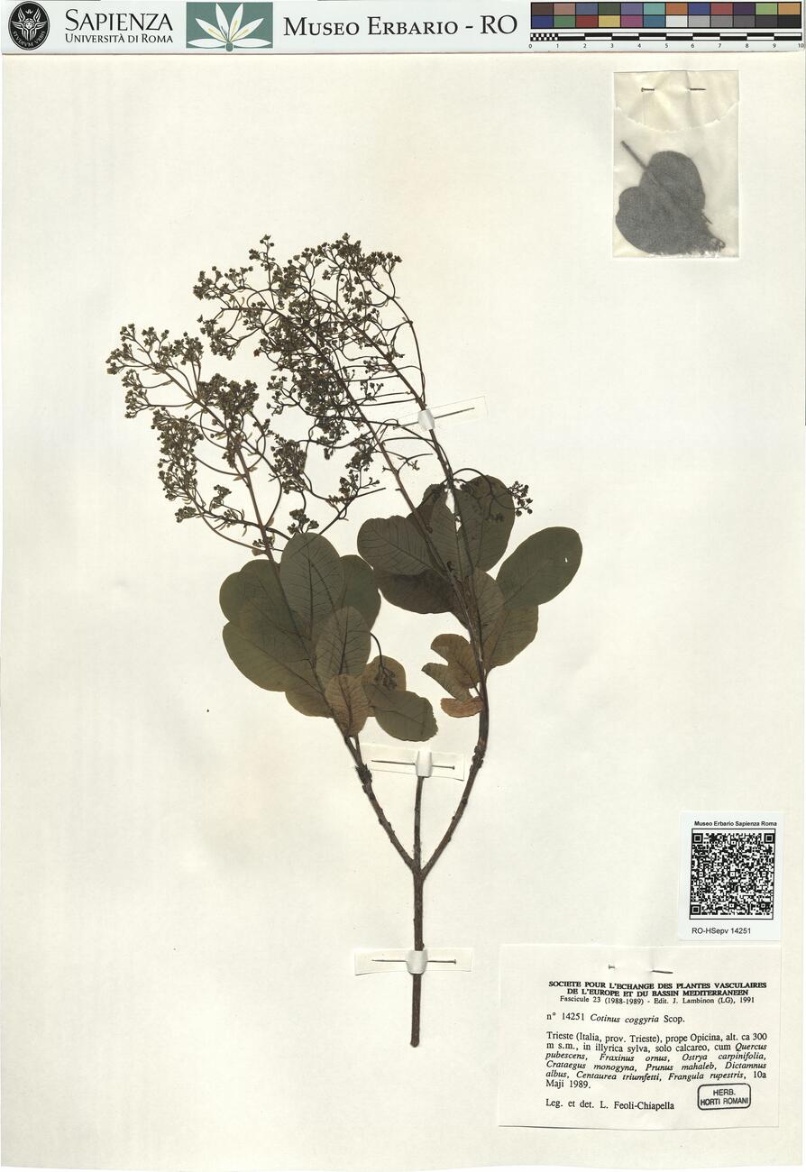 Cotinus coggygria Scop. -  RO-HSepv 14251 photo