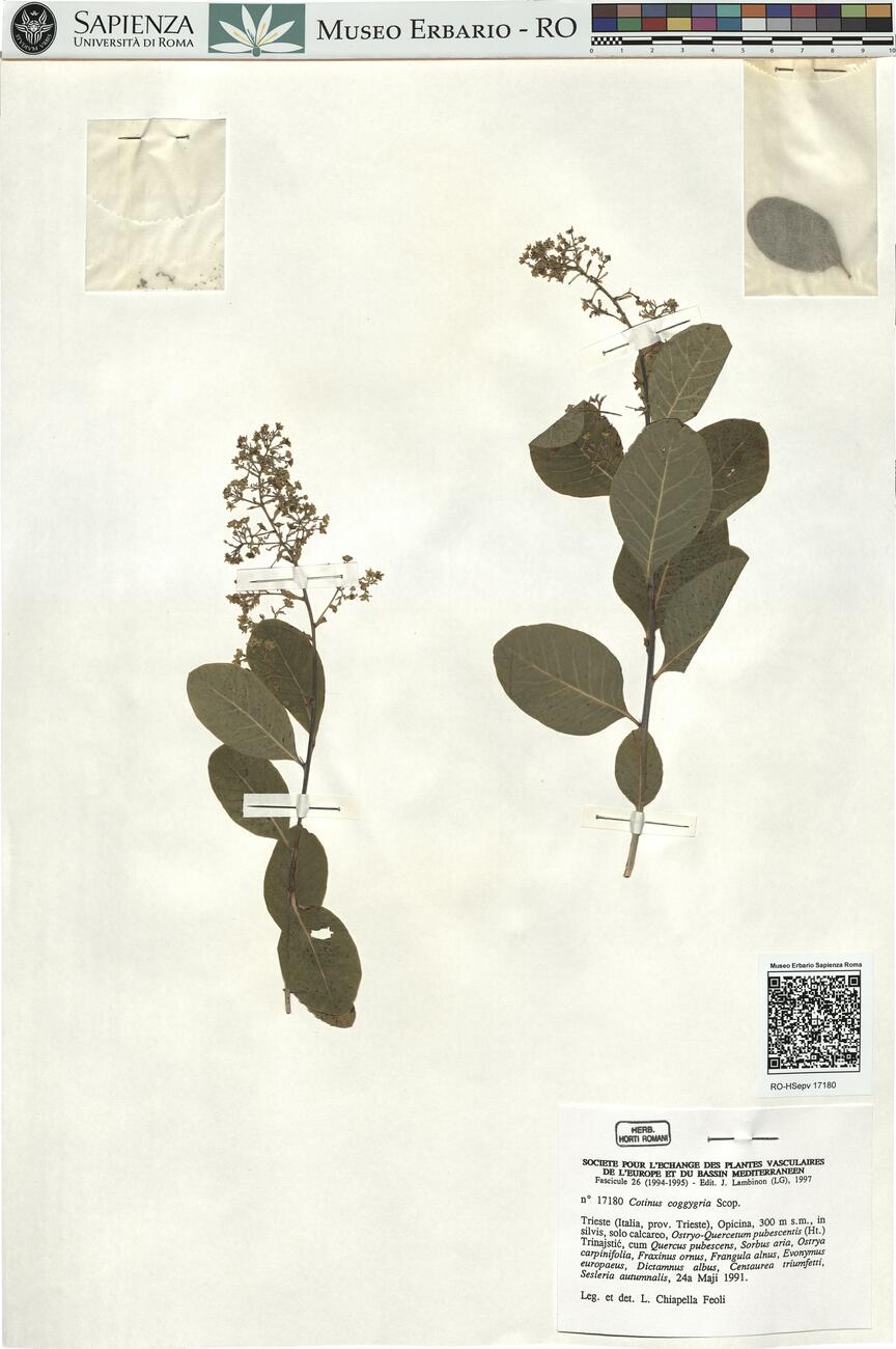 Cotinus coggygria Scop. -  RO-HSepv 17180 photo