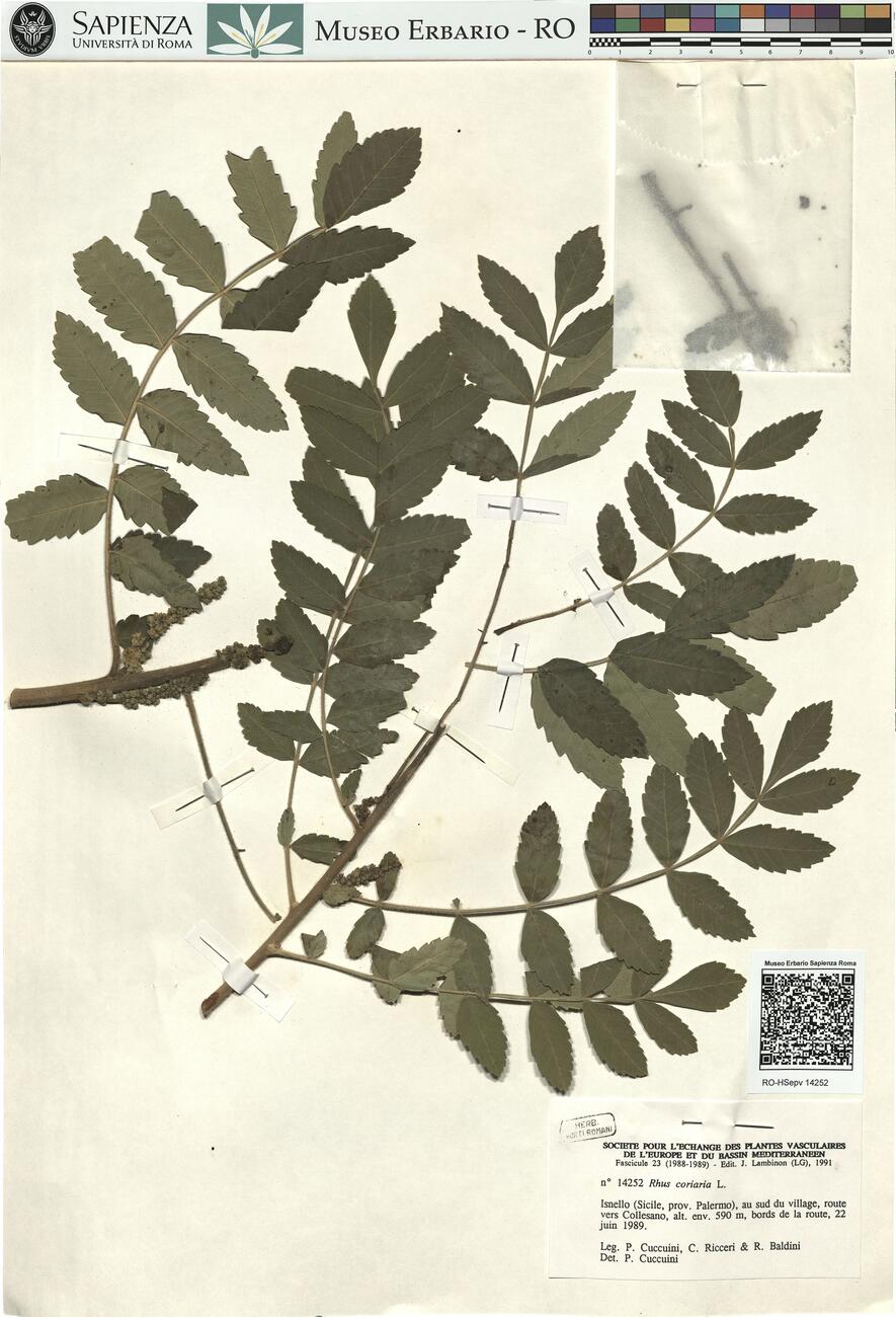 Rhus coriaria L. -  RO-HSepv 14252 photo