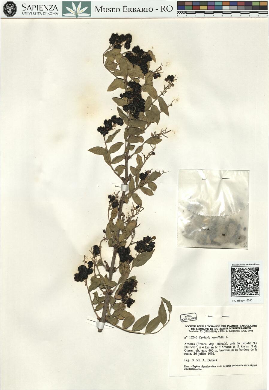Coriaria myrtifolia L. -  RO-HSepv 16246 photo